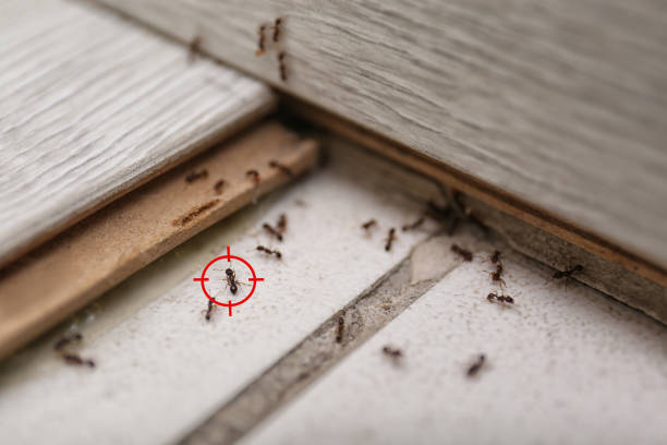Best Wasp Removal Services  in Gadsden, AL